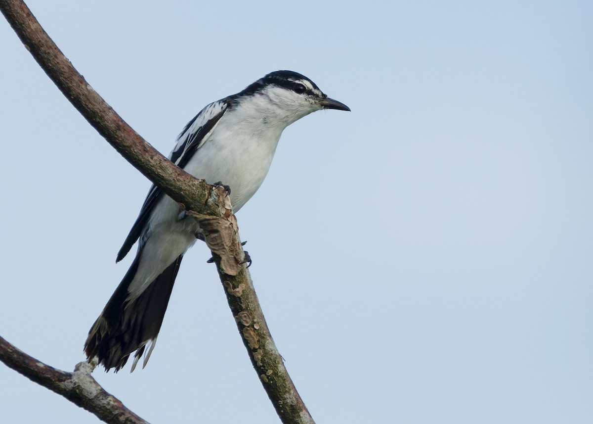 White-shouldered Triller - ML641086399