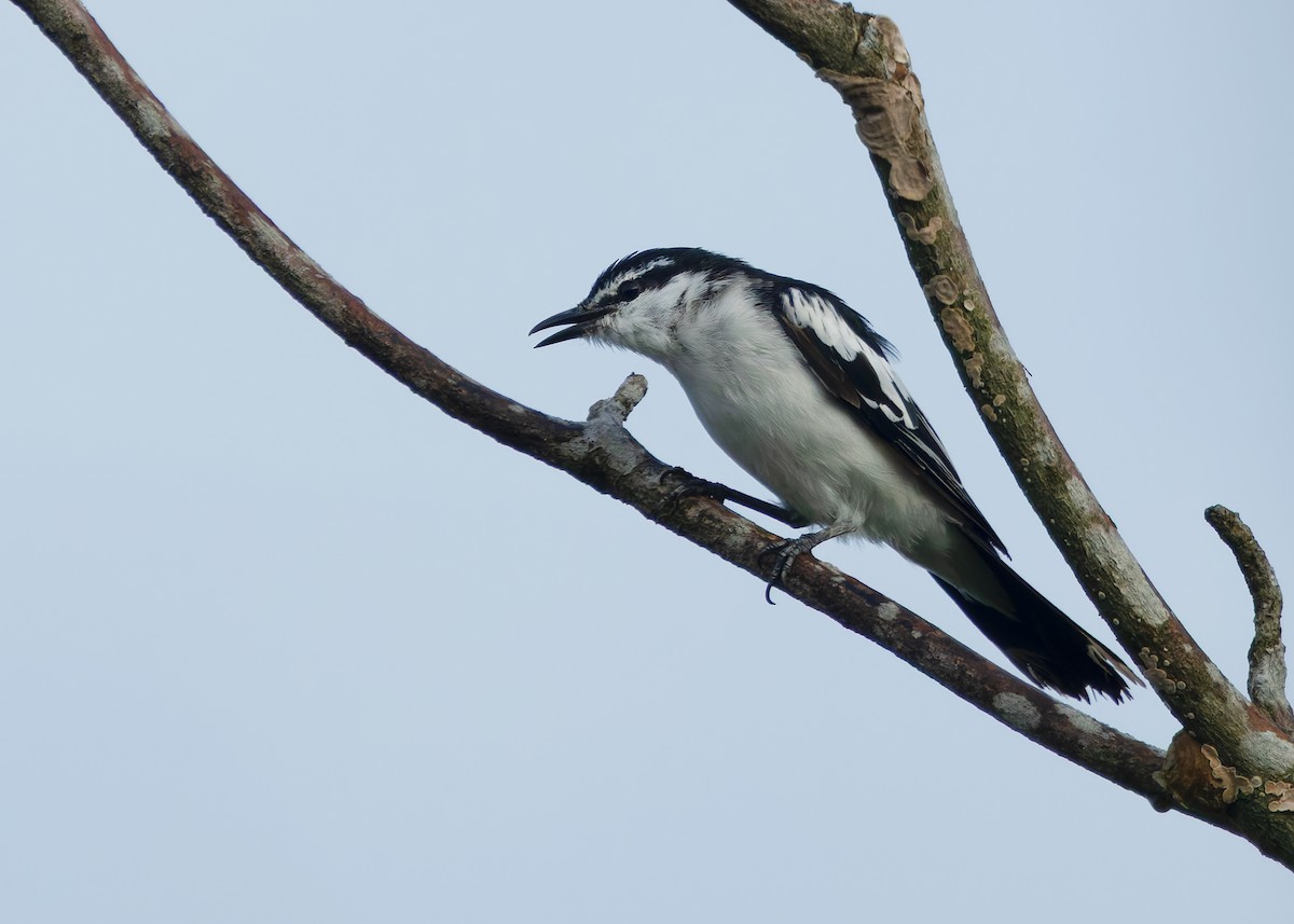White-shouldered Triller - ML641086400