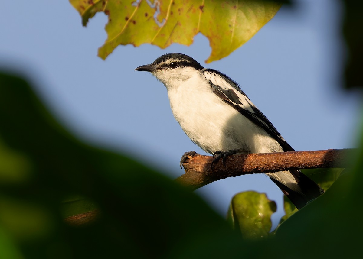 White-shouldered Triller - ML641086401
