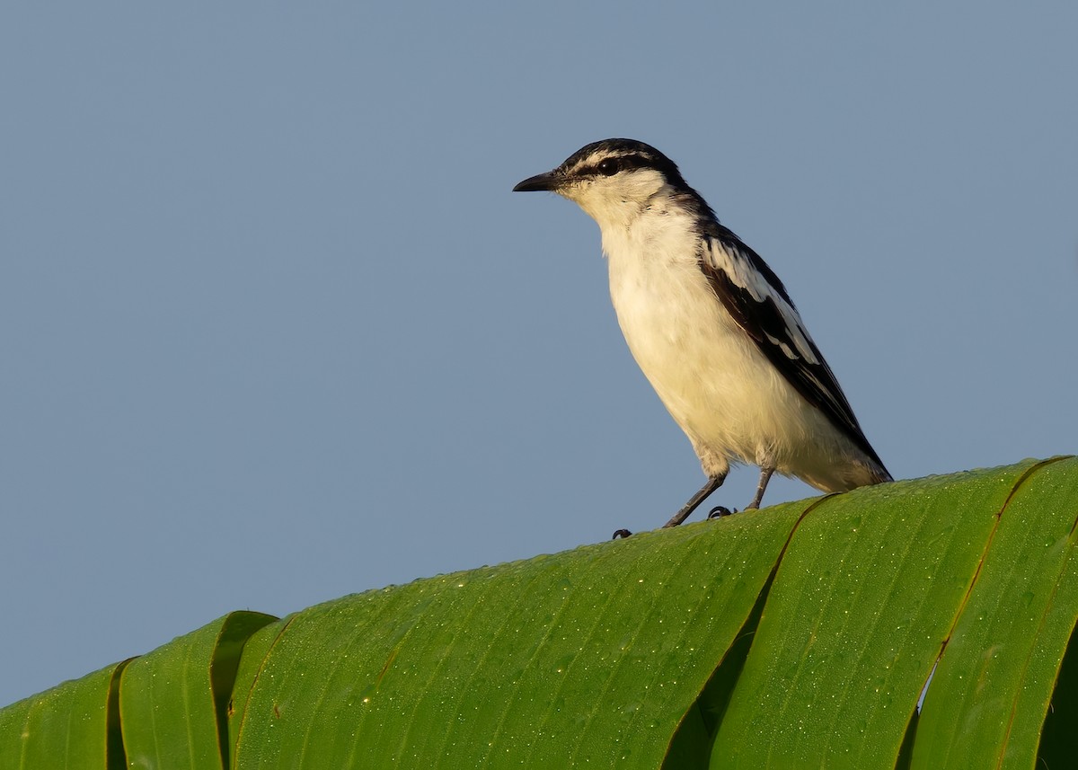 White-shouldered Triller - ML641086402