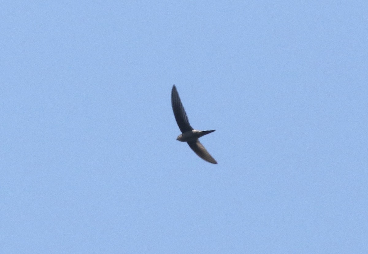 Asian Palm Swift - ML641086405