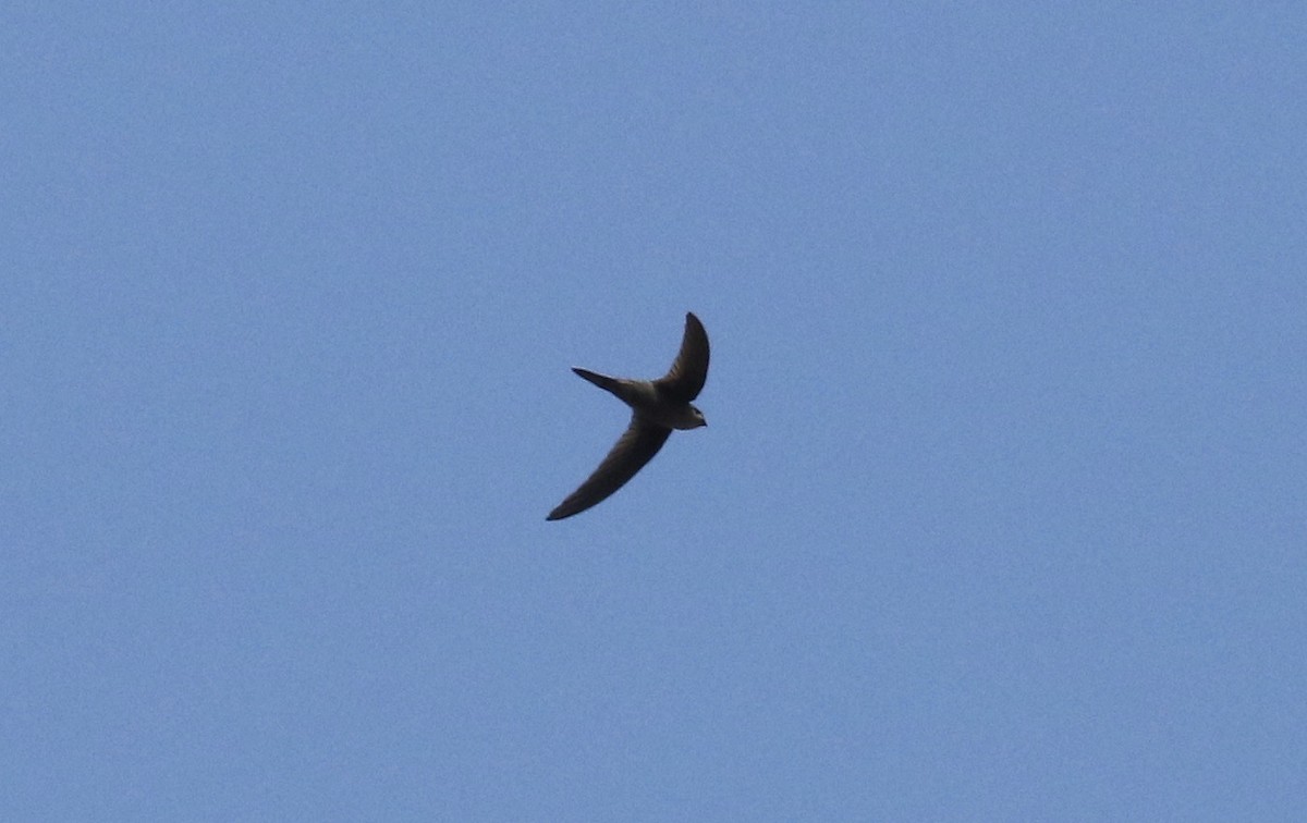 Asian Palm Swift - ML641086406