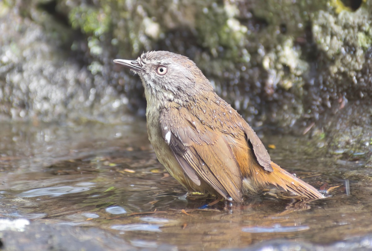 White-browed Scrubwren (White-browed) - ML641086428