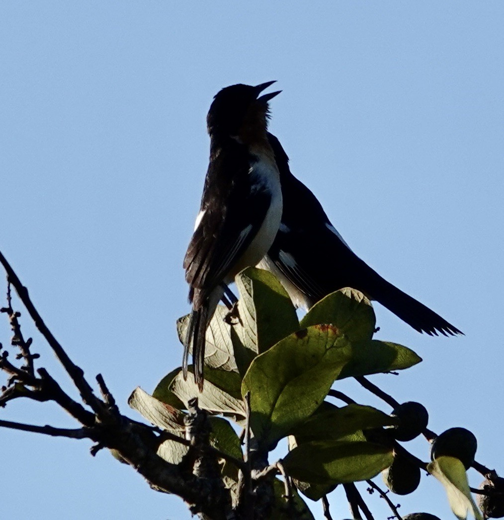 White-rumped Tanager - ML641086436