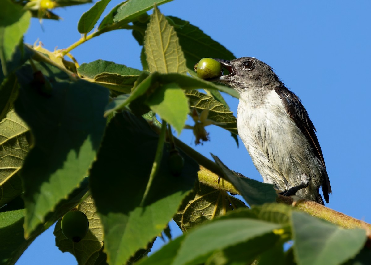 Red-chested Flowerpecker - ML641086448
