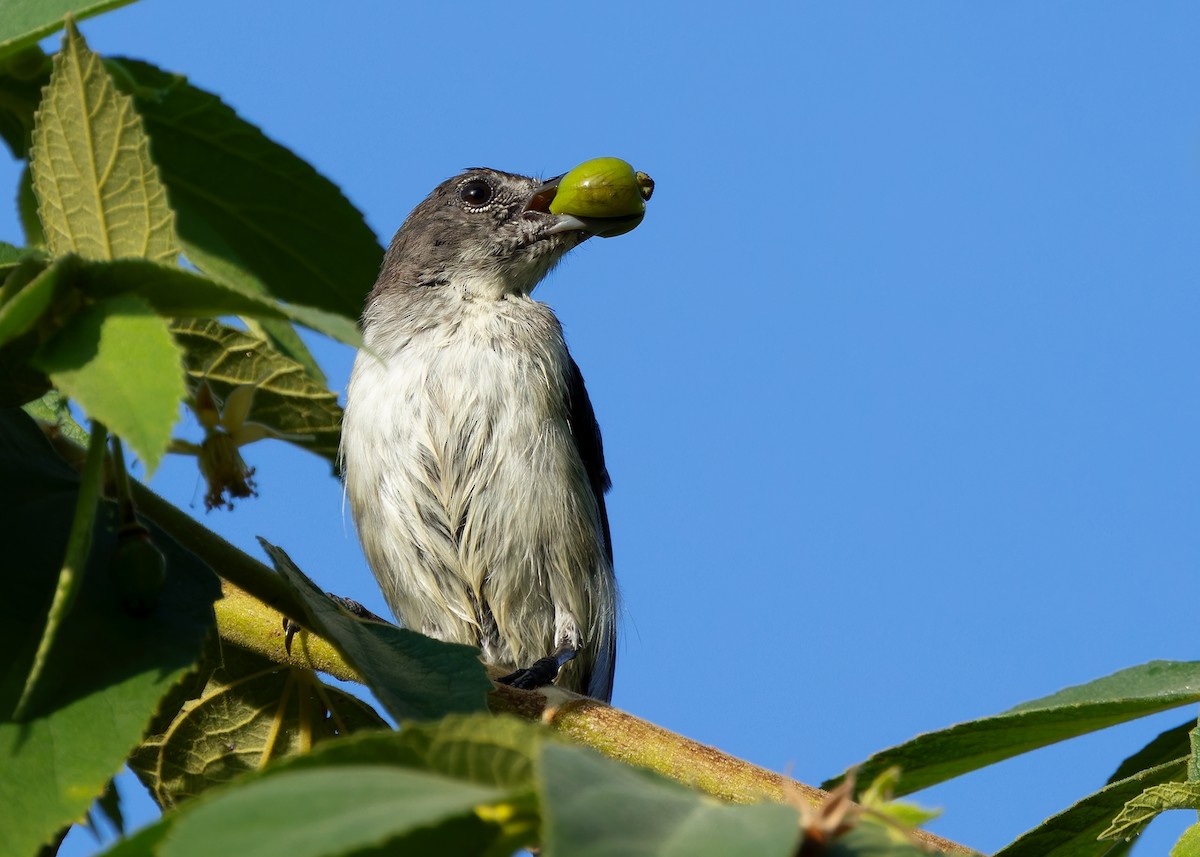 Red-chested Flowerpecker - ML641086449