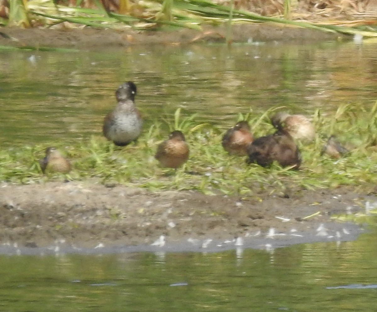 anatidé sp. (canard sp.) - ML641086460