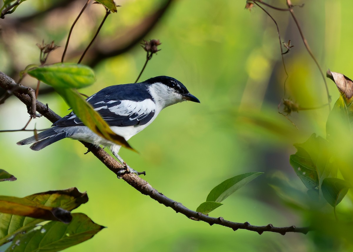 White-shouldered Triller - ML641086464