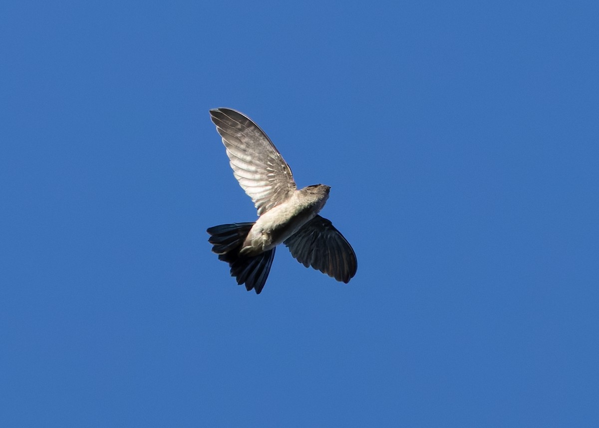 White-nest Swiftlet (White-nest) - ML641086467