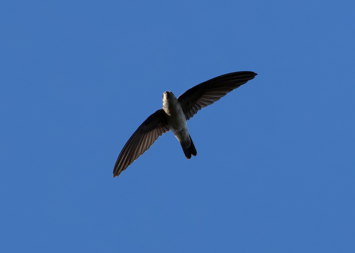 White-nest Swiftlet (White-nest) - ML641086468