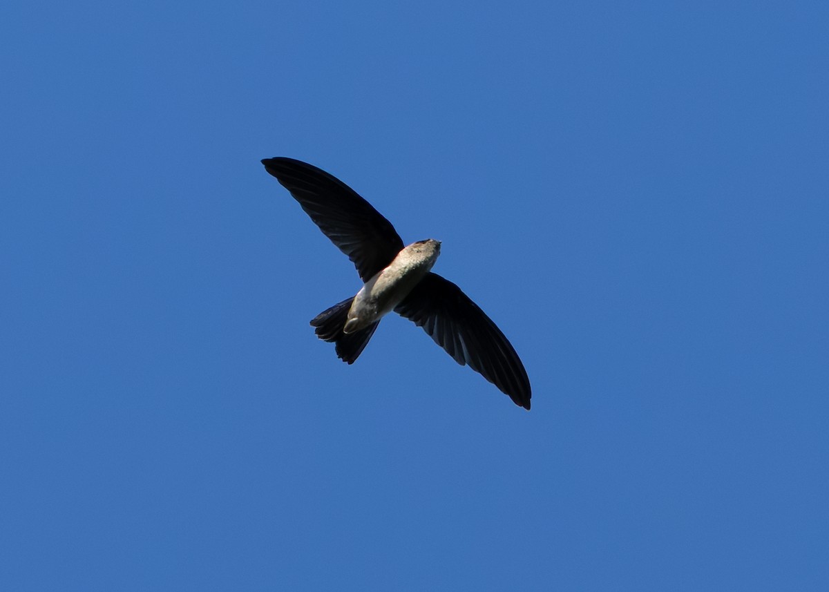White-nest Swiftlet (White-nest) - ML641086470