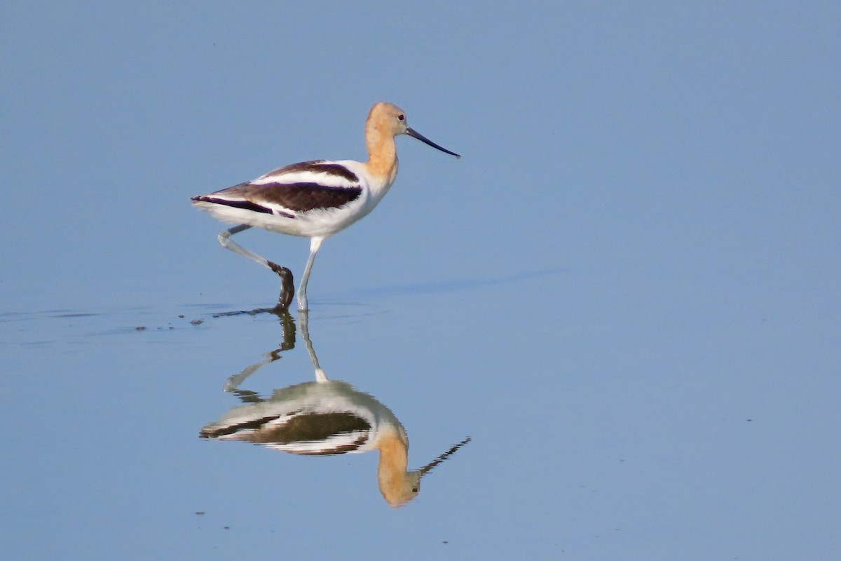 American Avocet - ML641086481
