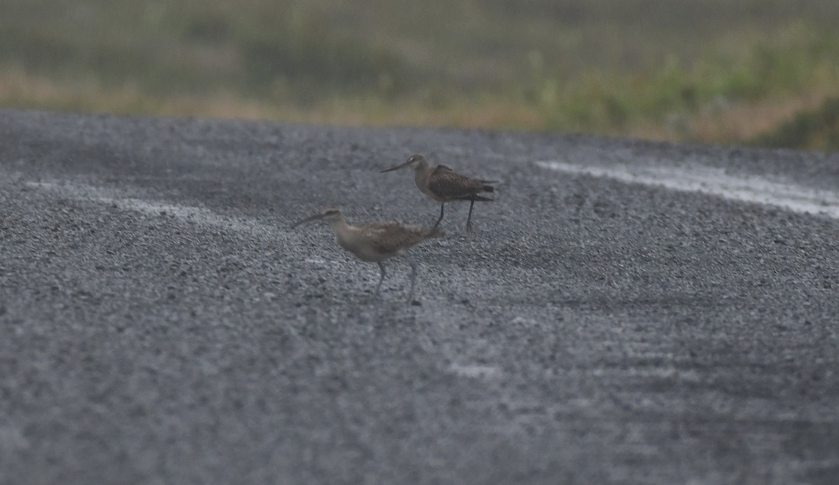 アメリカチュウシャクシギ - ML641086488