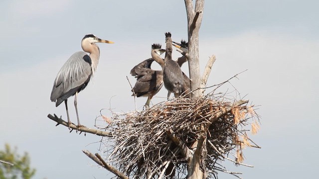 Great Blue Heron - ML641086492