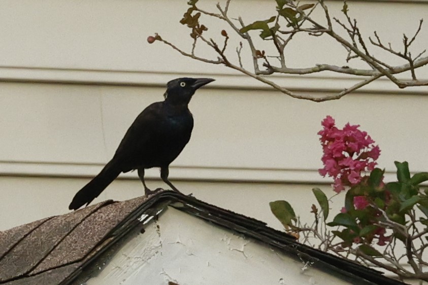 Common Grackle - ML641086507
