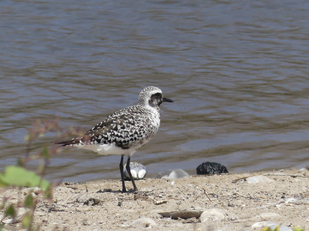 Black-bellied Plover - ML641086564