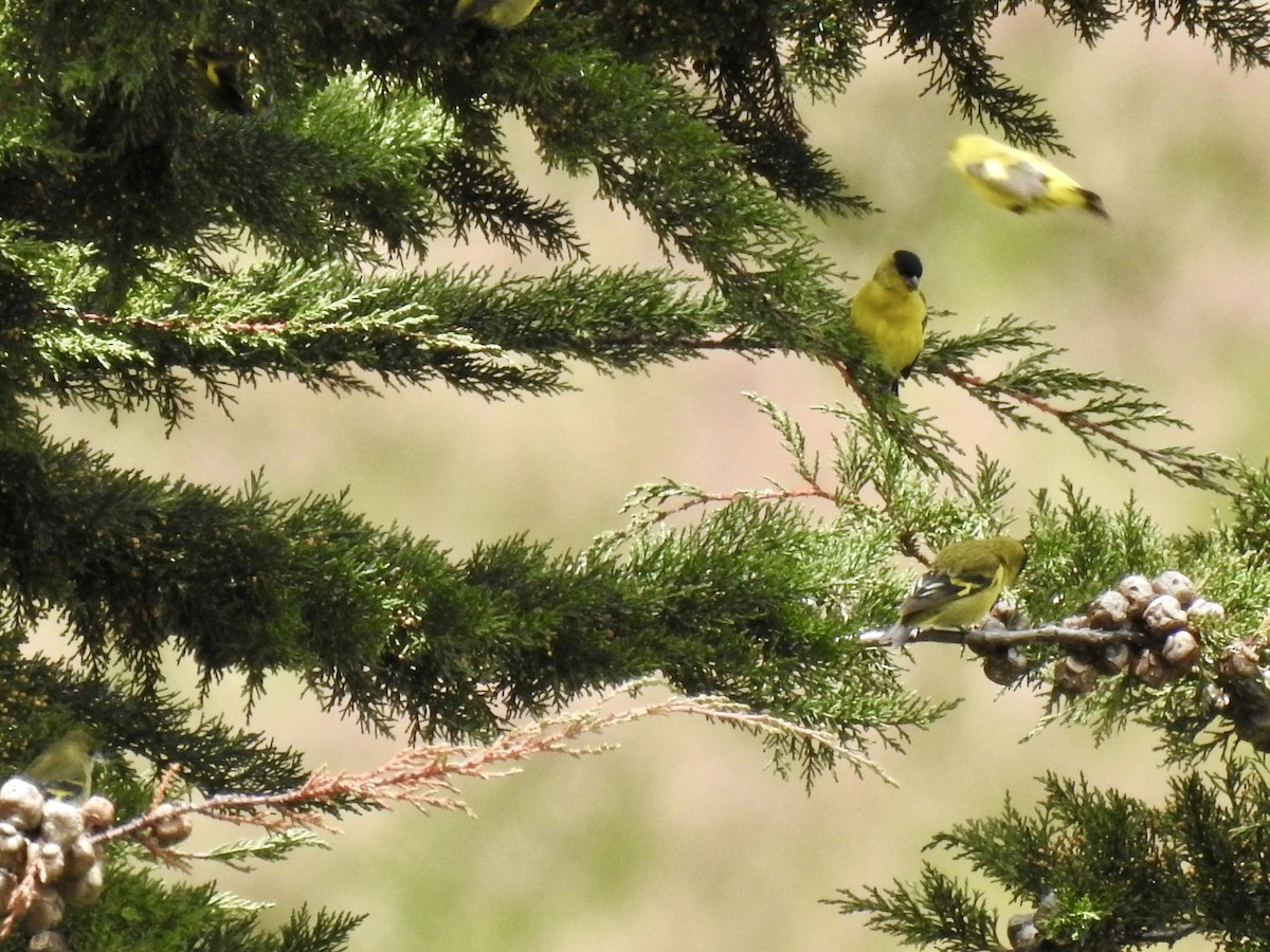 Andean Siskin - ML641086567