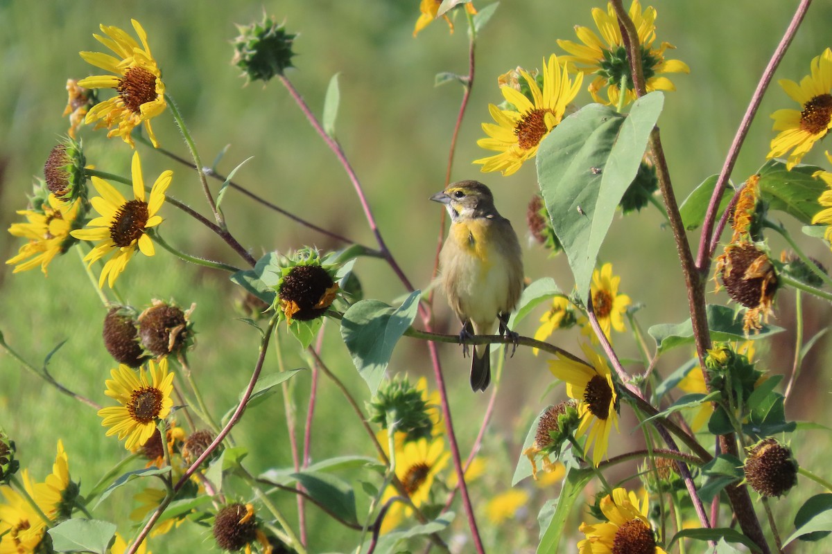 Dickcissel - ML641086587