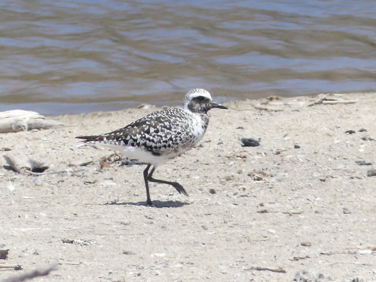 Black-bellied Plover - ML641086592
