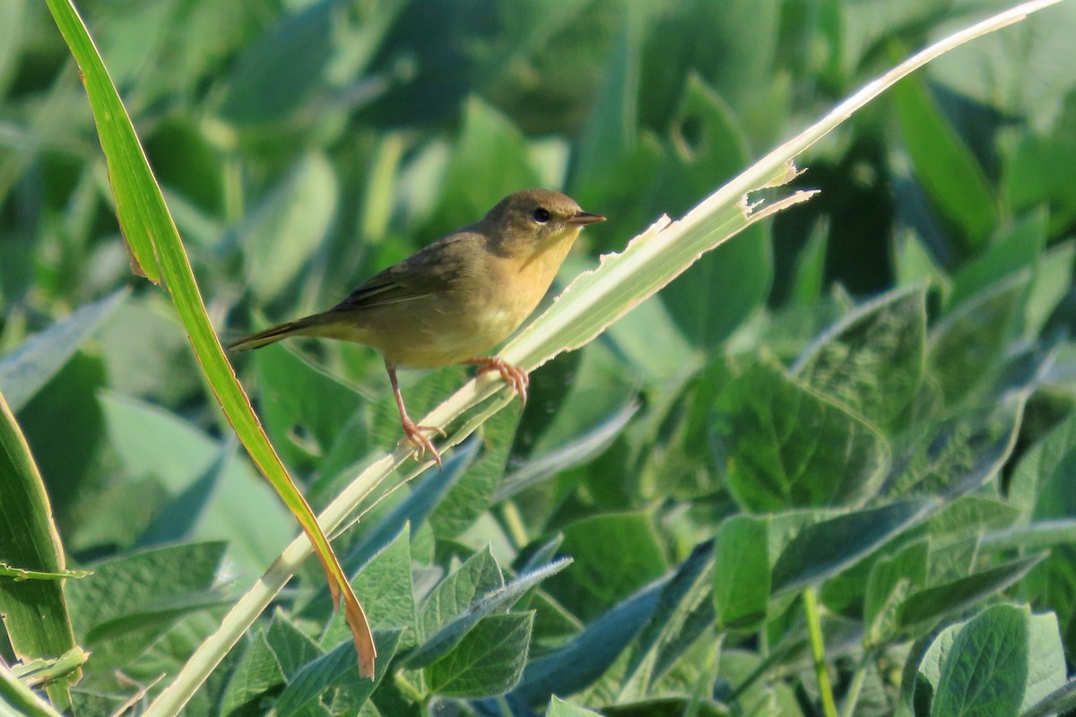 Common Yellowthroat - ML641086593