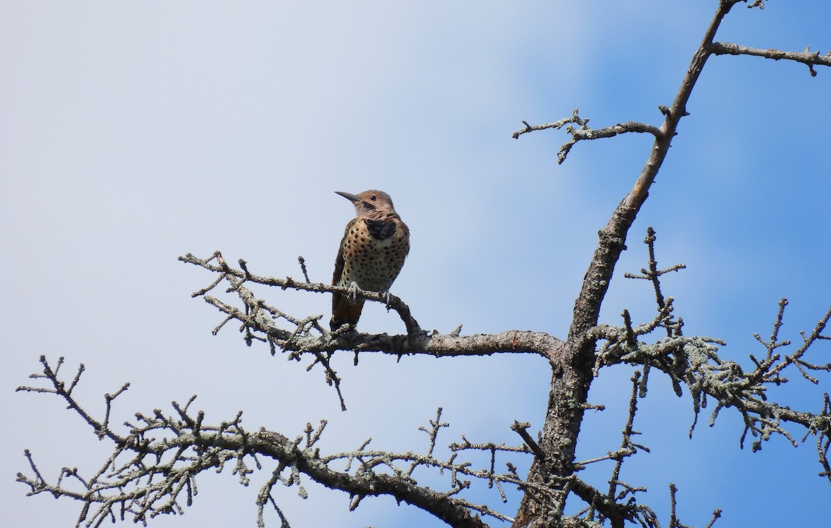 Northern Flicker - ML641086644