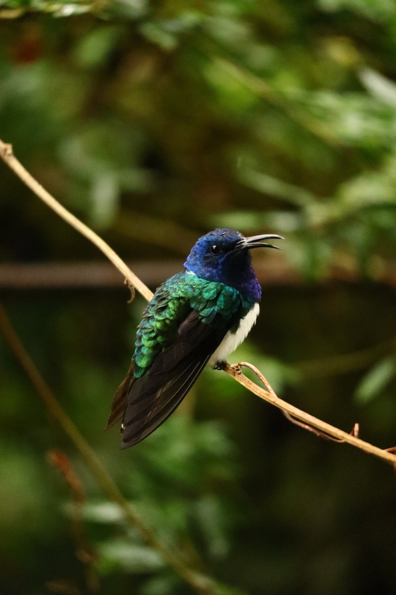 White-necked Jacobin - ML641086650
