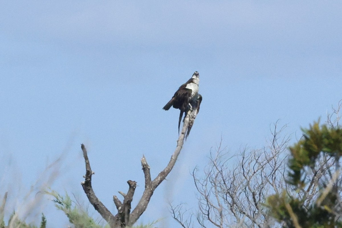 Osprey - ML641086654