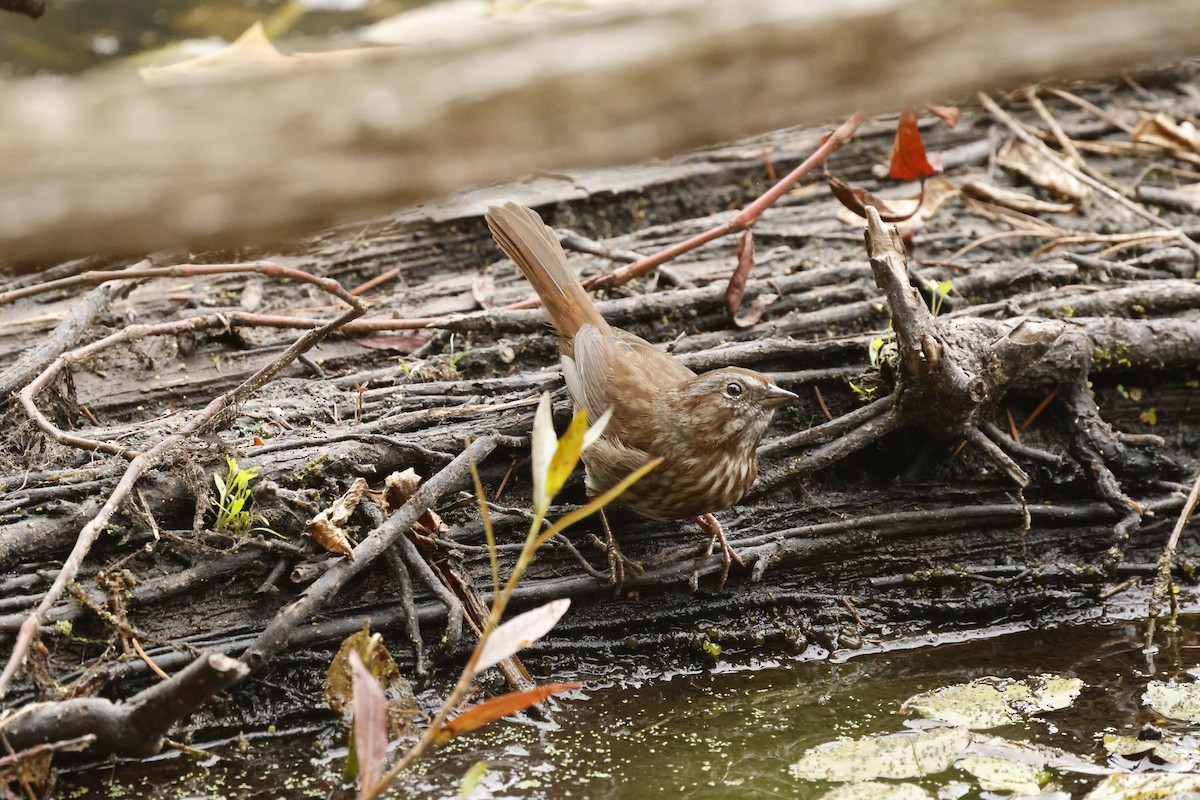Song Sparrow - ML641086668