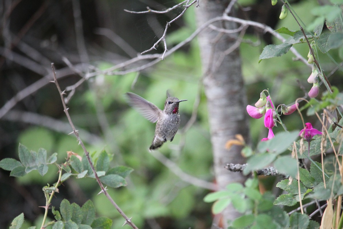 Anna's Hummingbird - ML641086669