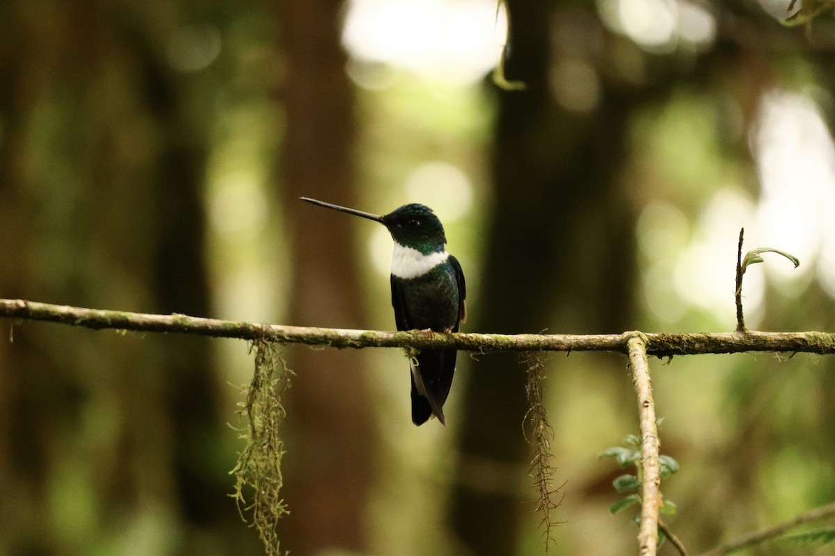 Collared Inca - ML641086712