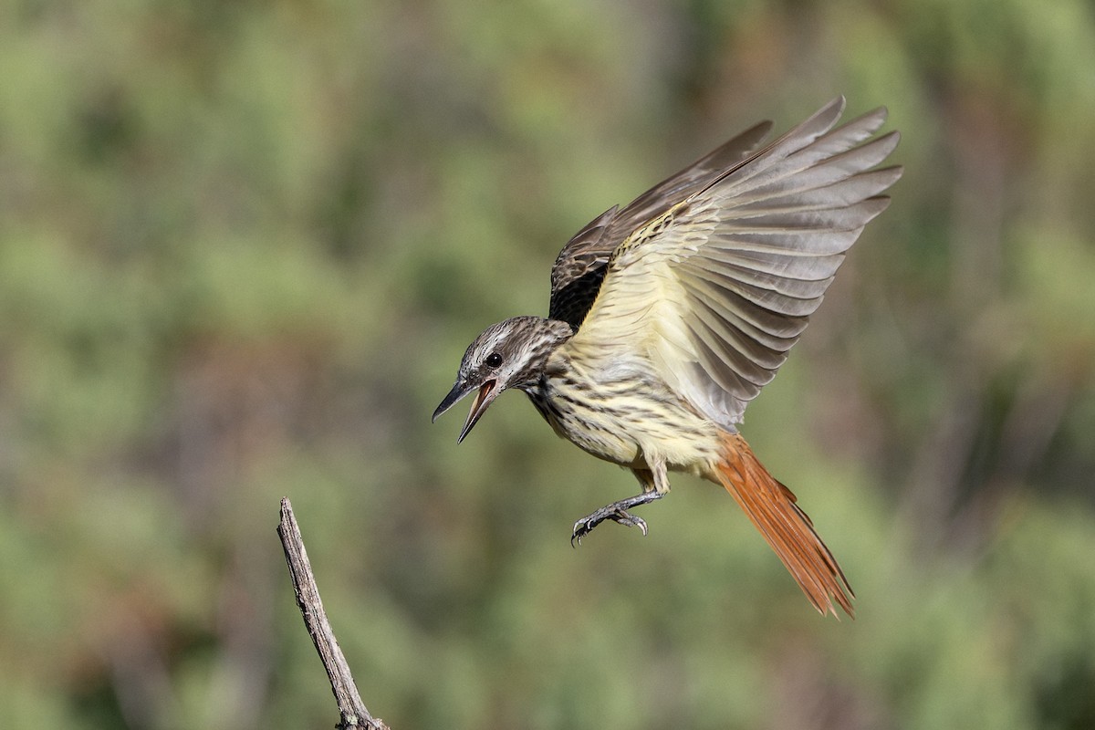Sulphur-bellied Flycatcher - ML641086725