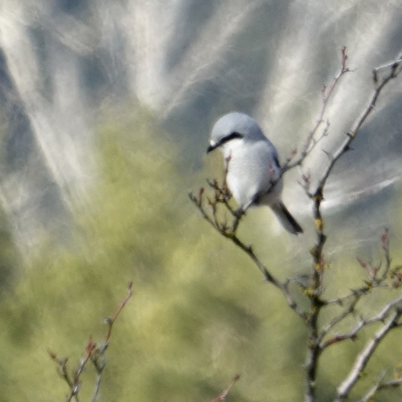 Antzandobi boreala - ML641086728
