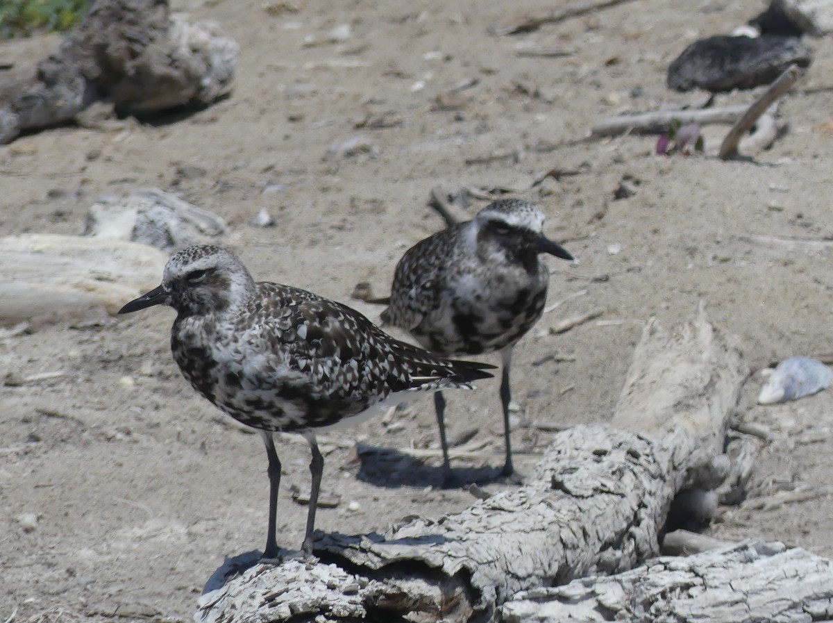 Black-bellied Plover - ML641086736