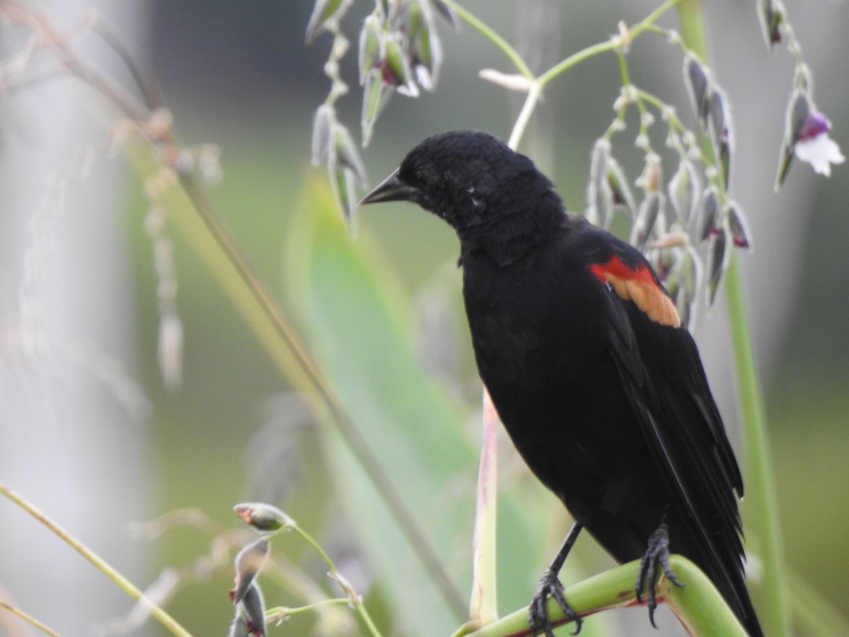 Red-winged Blackbird - ML641086739
