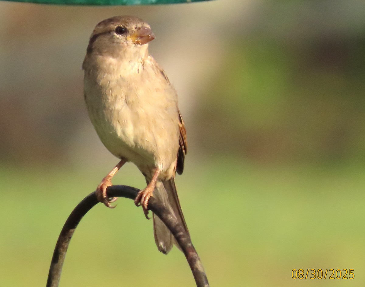 House Sparrow - ML641086745