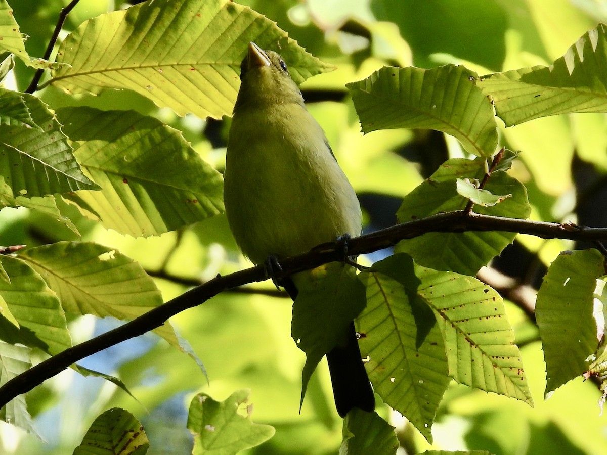 Scarlet Tanager - ML641086750