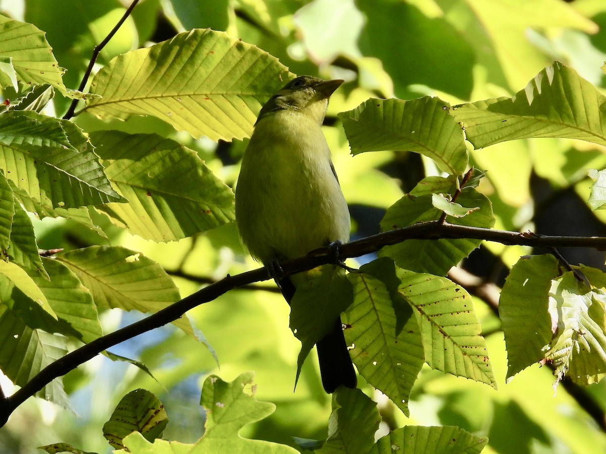 Scarlet Tanager - ML641086751