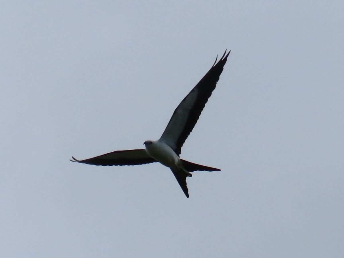 ツバメトビ - ML641086756