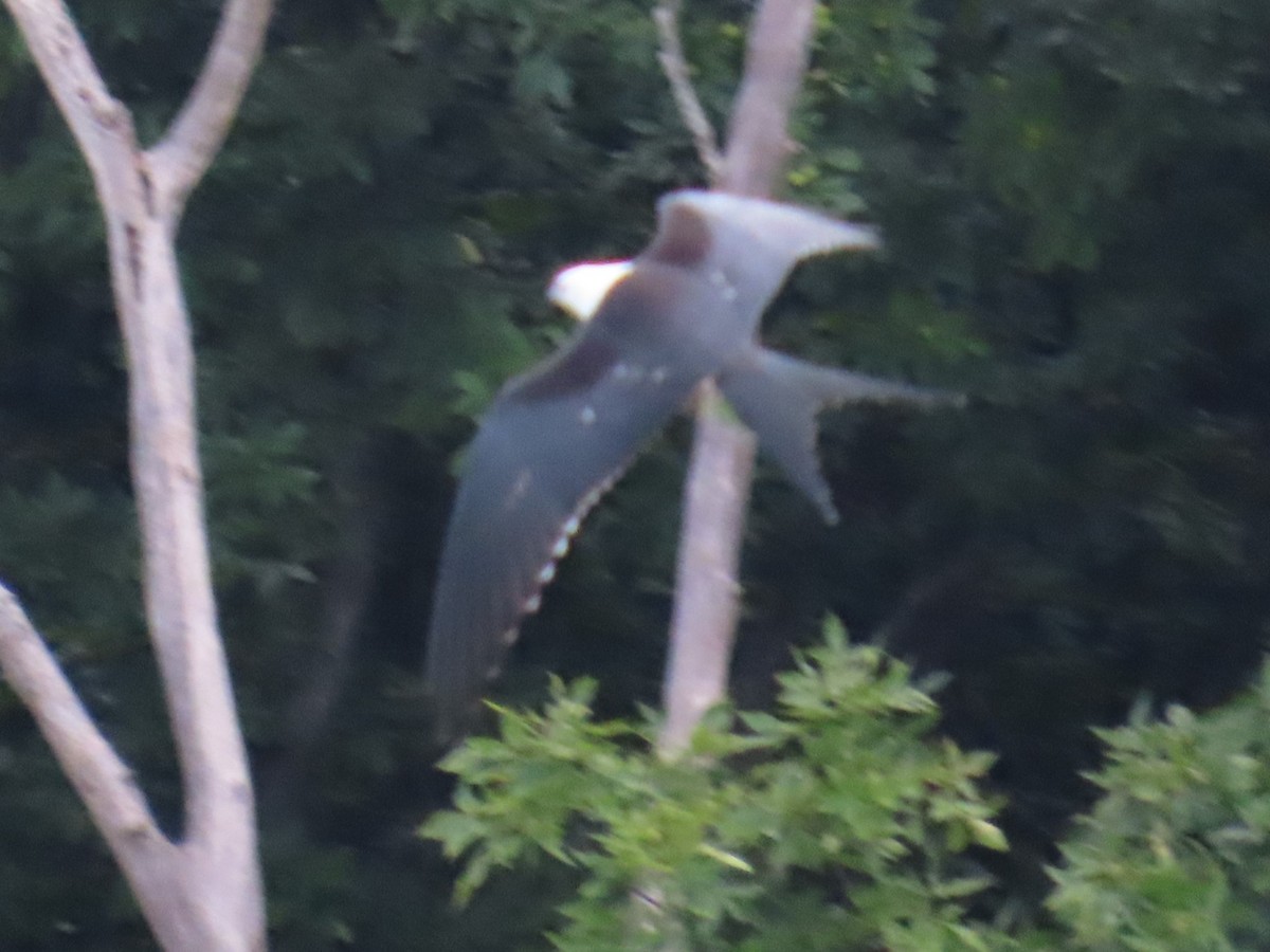 ツバメトビ - ML641086758