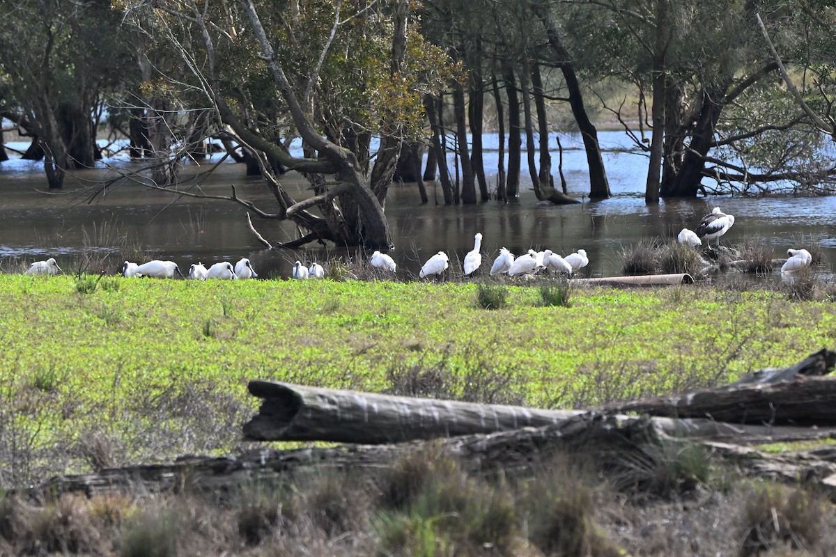 Royal Spoonbill - ML641086759