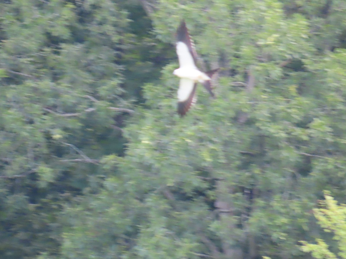 ツバメトビ - ML641086760