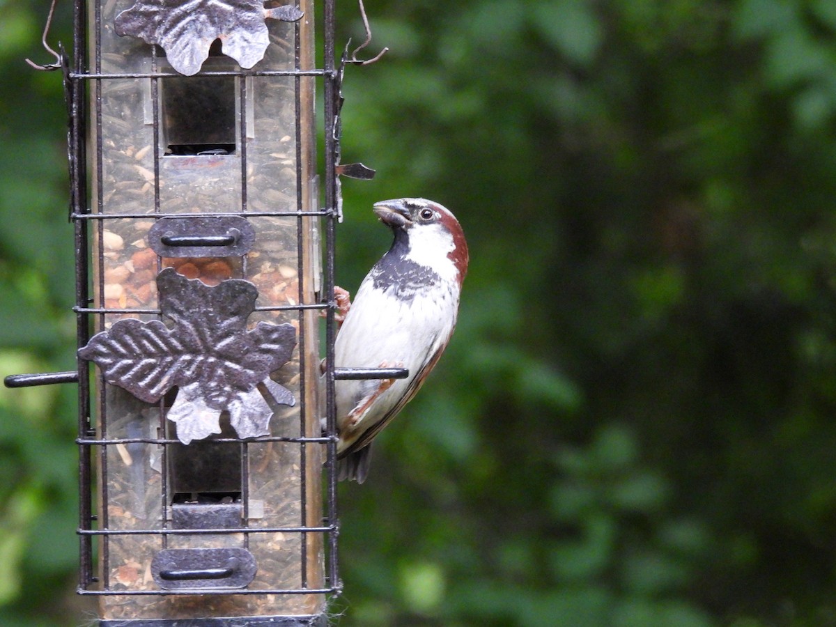 House Sparrow - ML641086788