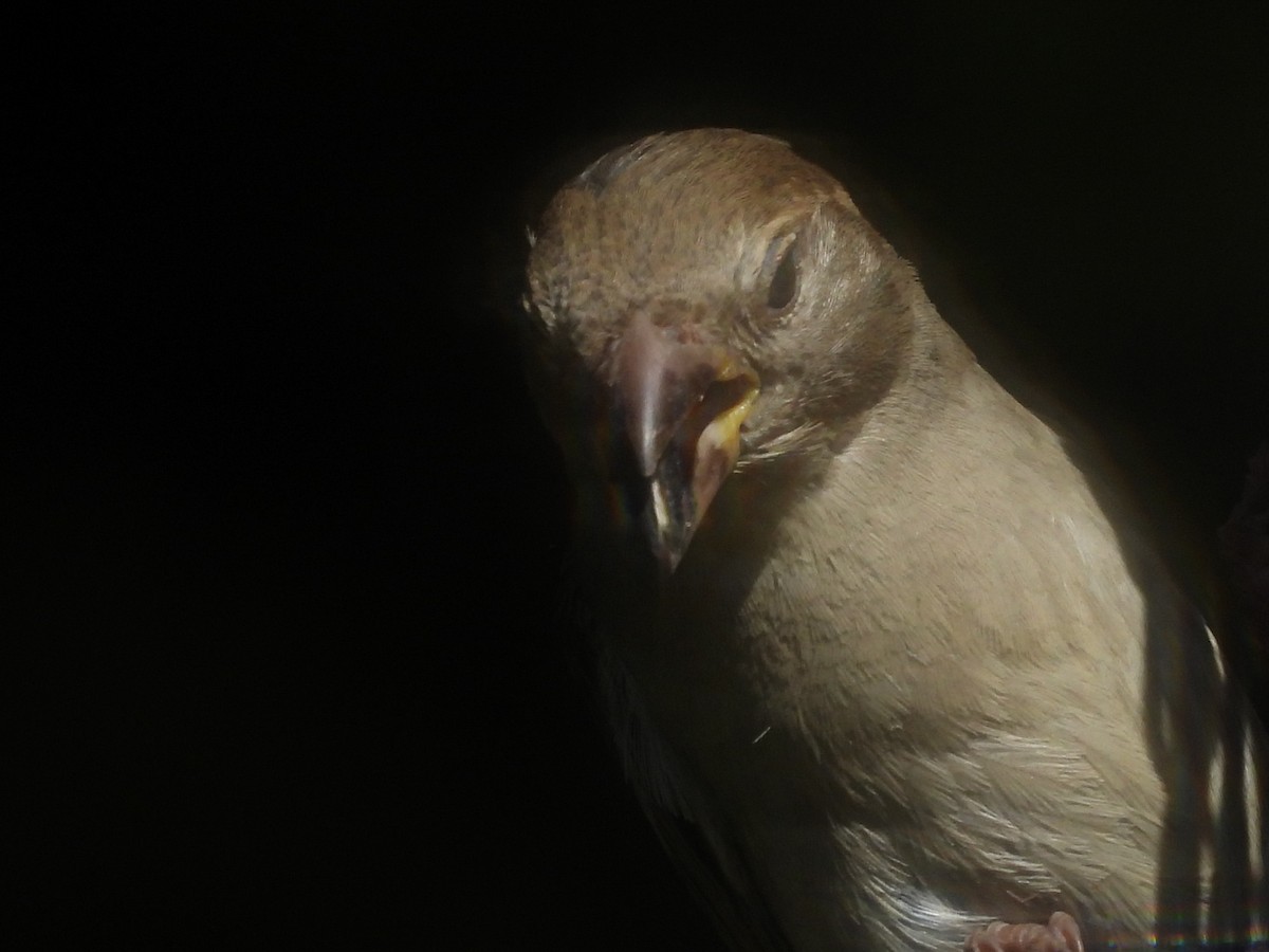 House Sparrow - ML641086789