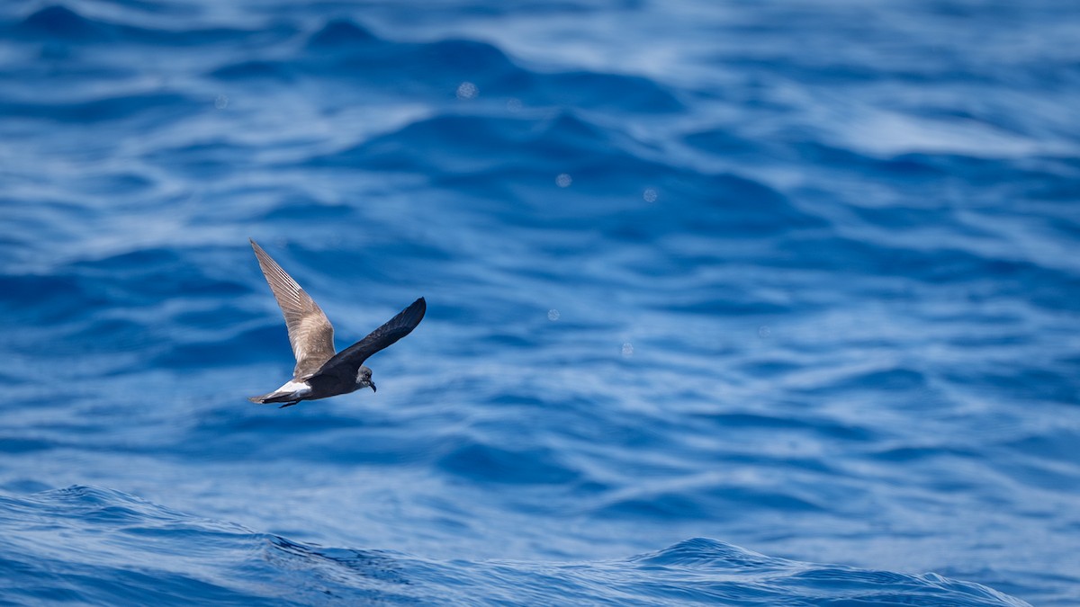 Townsend's Storm-Petrel - ML641086812