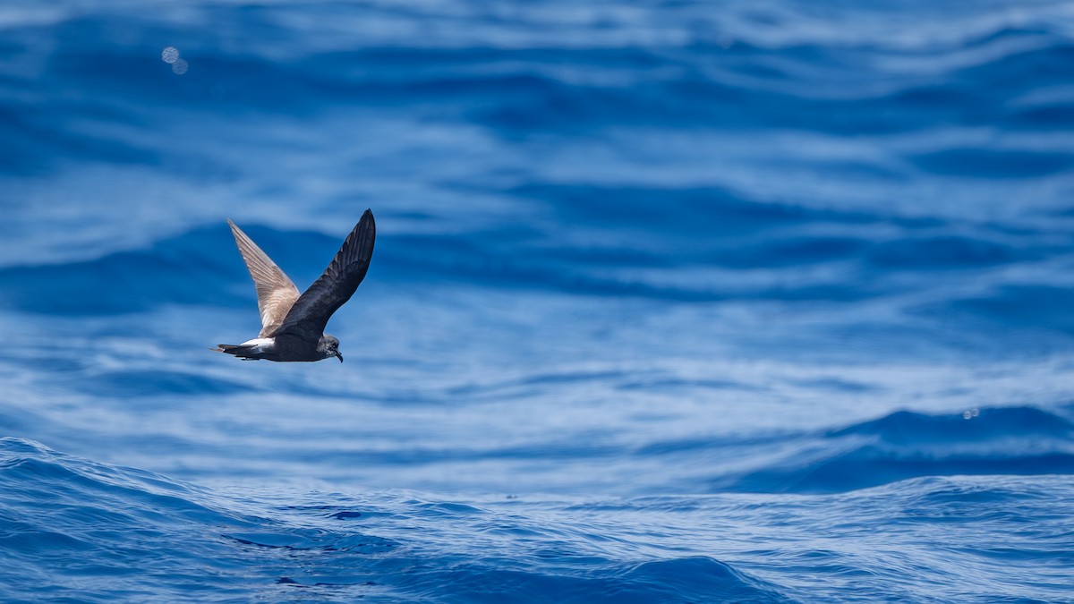 Townsend's Storm-Petrel - ML641086813