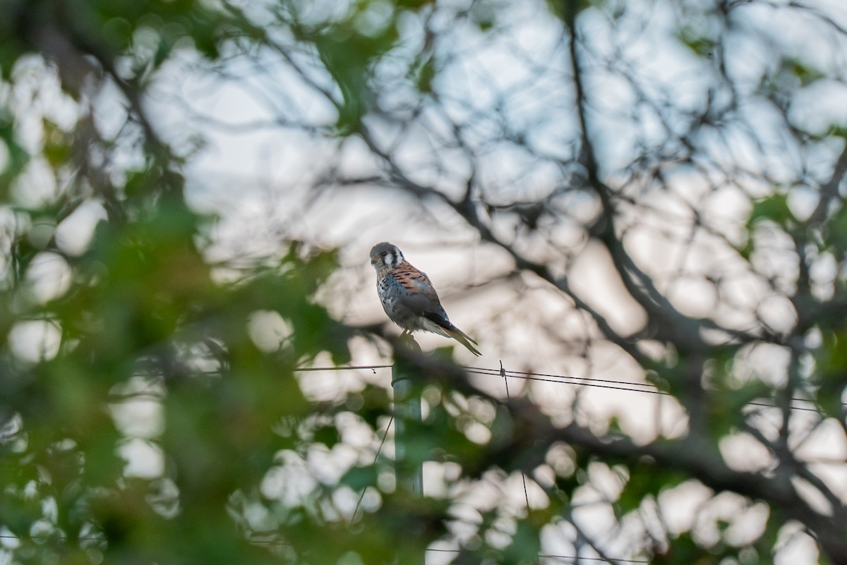 American Kestrel - ML641086850