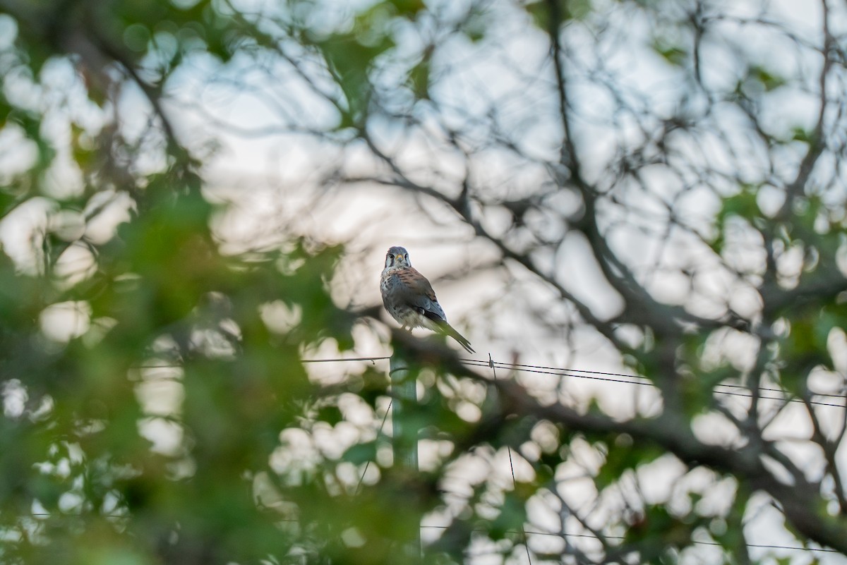 American Kestrel - ML641086851
