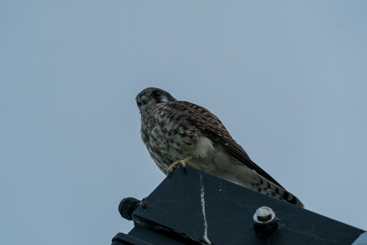 American Kestrel - ML641086852