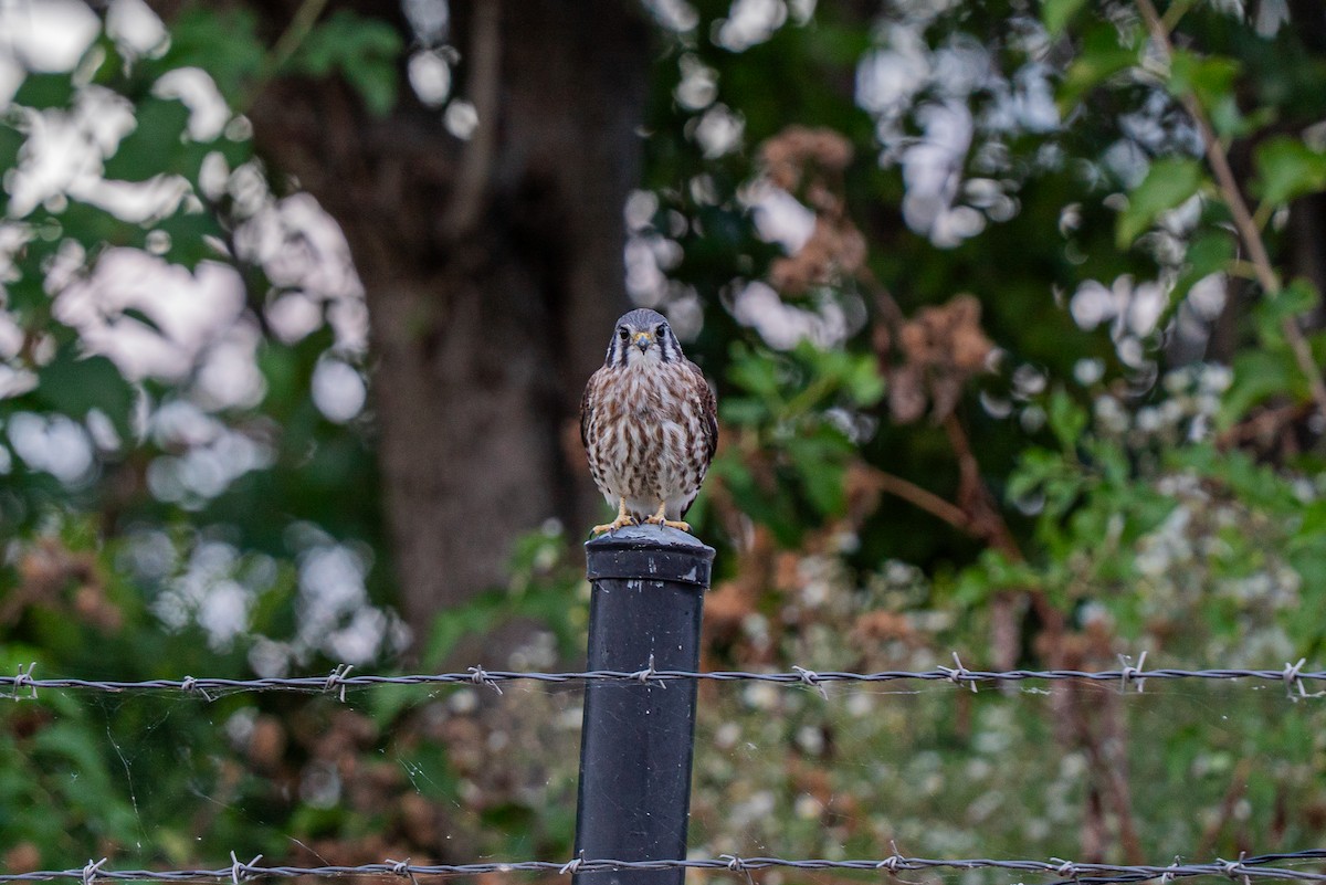 American Kestrel - ML641086854