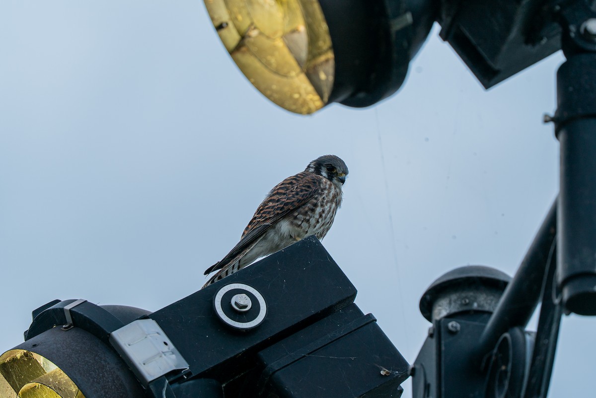 American Kestrel - ML641086855